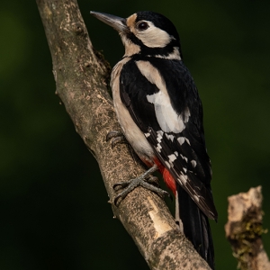 Redwell   16 06 2020   D500   Les 81.jpg